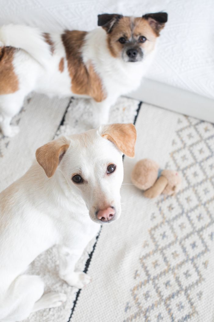 Two adorable dogs posing indoors with a toy, showcasing their playful nature.