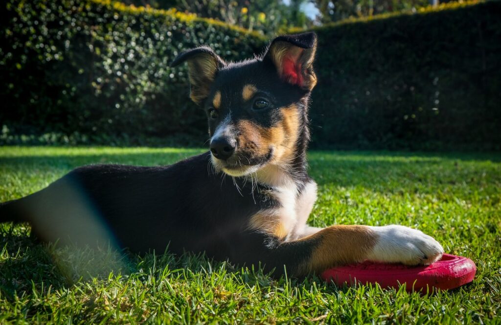 Charming Border Collie puppy enjoying a sunny day outdoors with a frisbee on the grass.