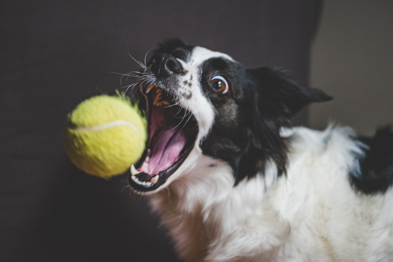 Dynamic photo of a Border Collie eagerly catching a tennis ball in mid-air.