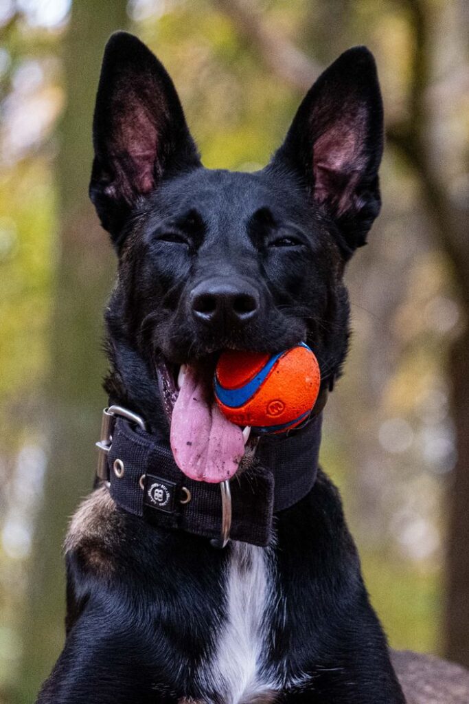 Close-up of a black dog with a ball in its mouth, enjoying playtime outdoors.