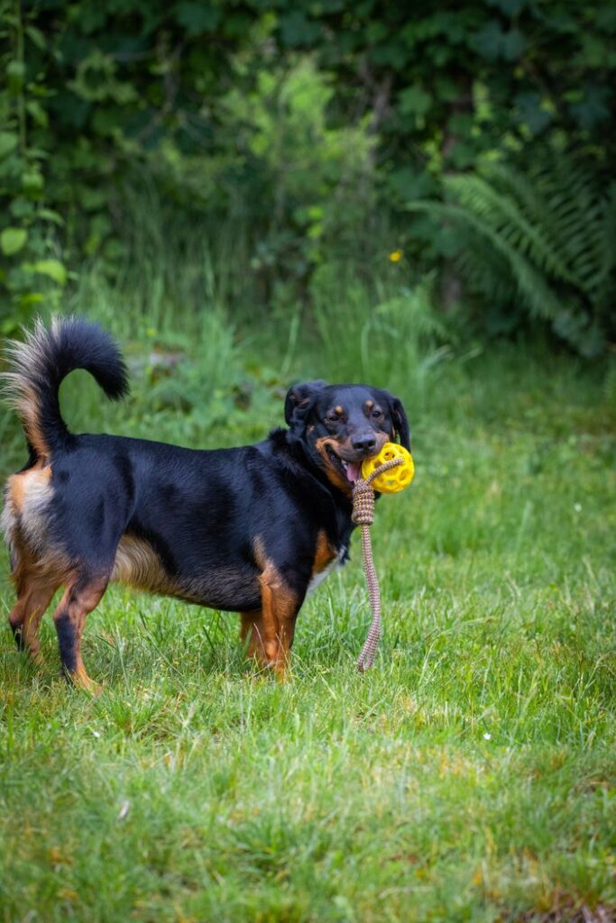 Energetic dog enjoying outdoors with a toy, set against vibrant green grass and foliage.