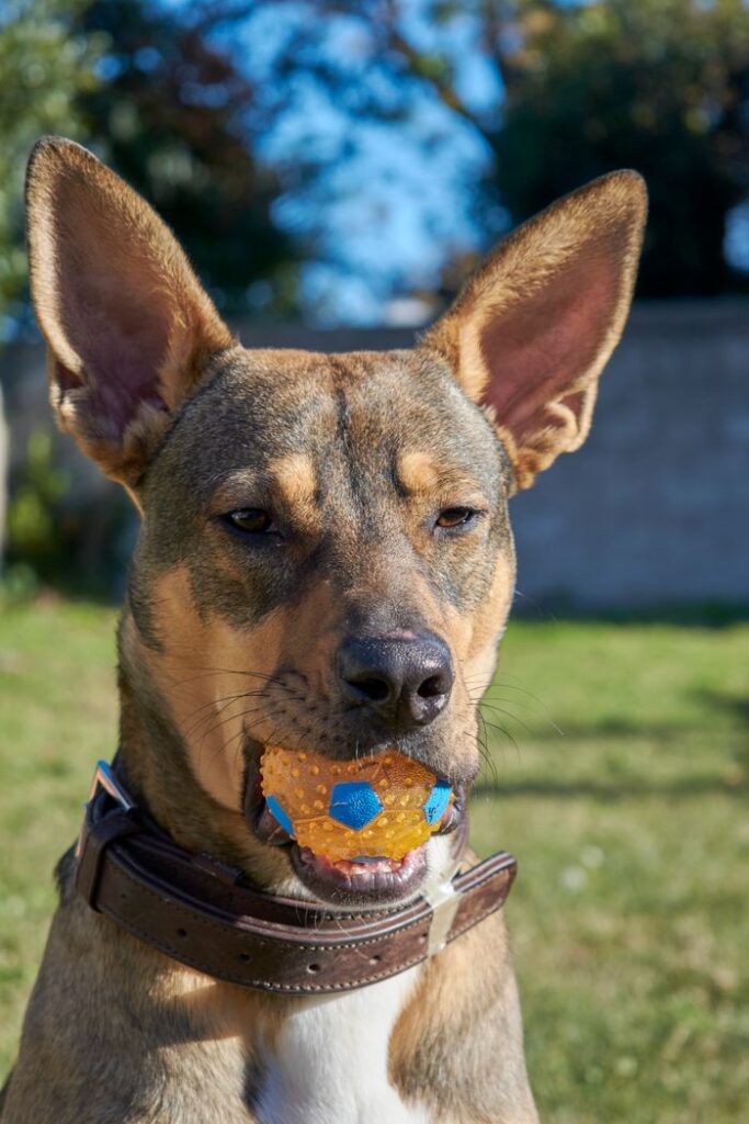 A close-up portrait of a dog holding a toy ball outdoors on a sunny day, showcasing its playful nature.